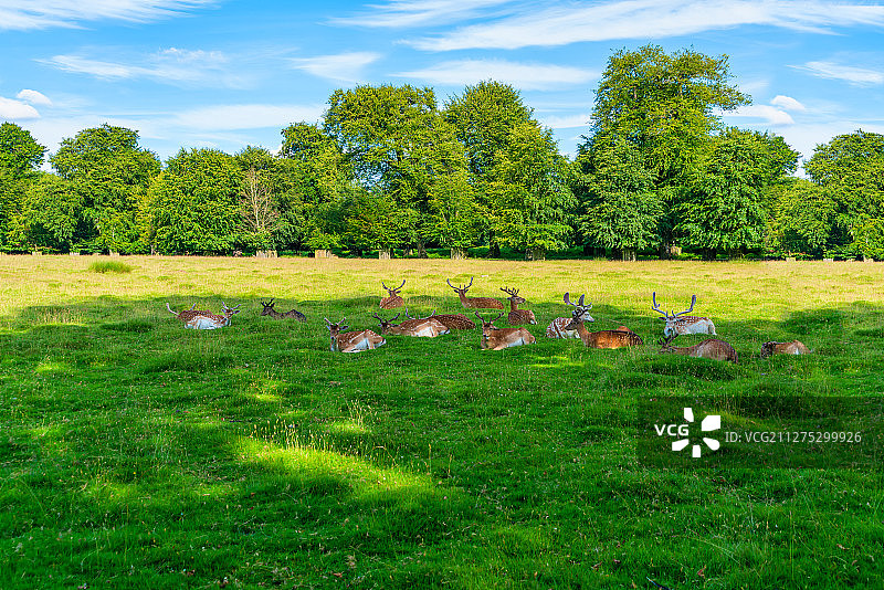 欧洲英国曼彻斯特Dunham Massey庄园梅花鹿群图片素材