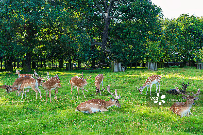 欧洲英国曼彻斯特Dunham Massey庄园梅花鹿群图片素材