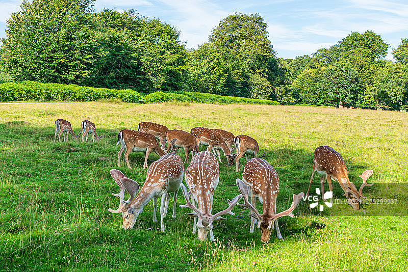 欧洲英国曼彻斯特Dunham Massey庄园梅花鹿群图片素材