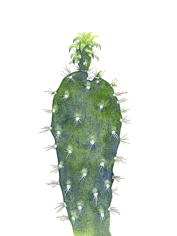 仙人掌图片素材