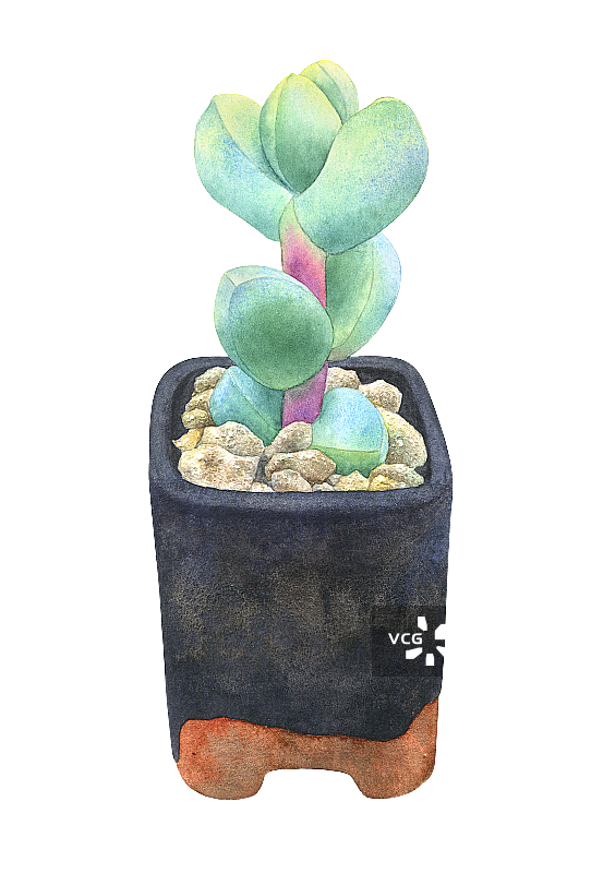 多肉植物图片素材