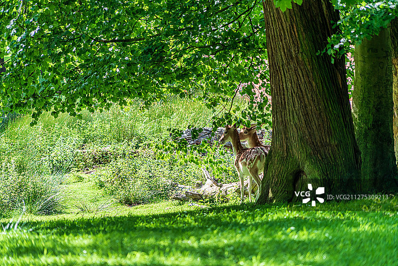欧洲英国曼彻斯特Dunham Massey庄园梅花鹿图片素材