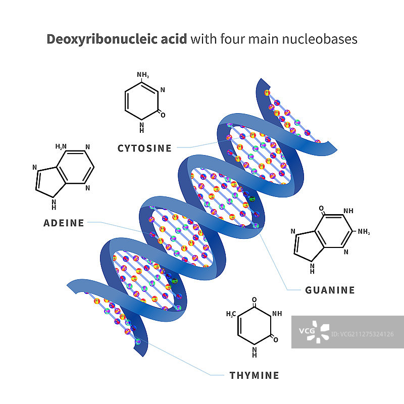 具有四个的明亮详细的脱氧核糖核酸图片素材