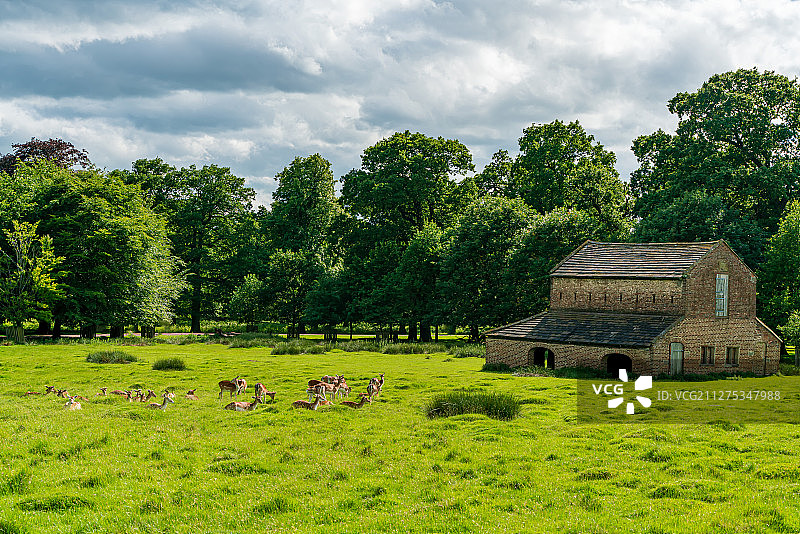 欧洲英国曼彻斯特Dunham Massey庄园梅花鹿群图片素材