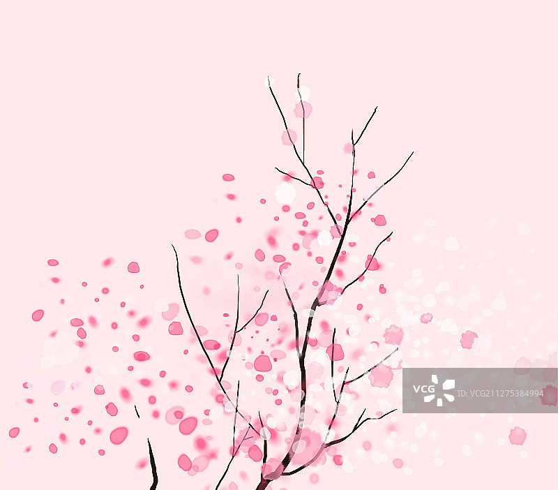 春天绽放的樱花图片素材