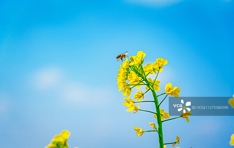 蓝天白云背景下的油菜花图片素材