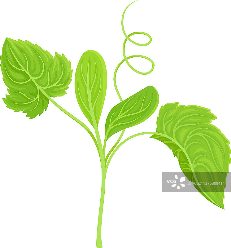 黄瓜叶和卷须图片素材