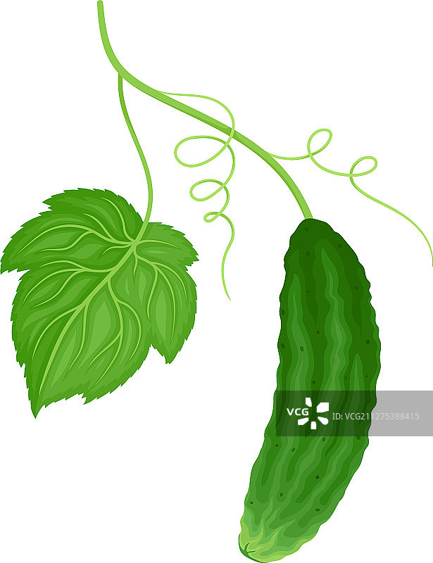带绿色茎和叶子的黄瓜图片素材