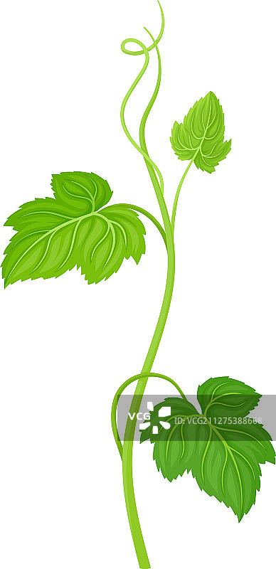 黄瓜叶和卷须图片素材