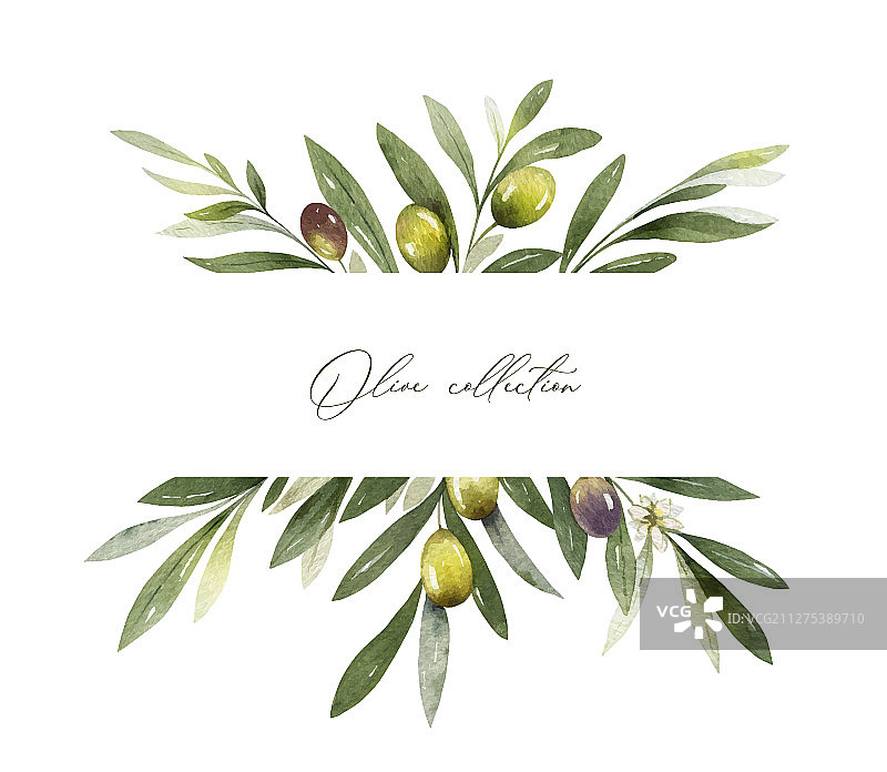 水彩橄榄枝banner图片素材