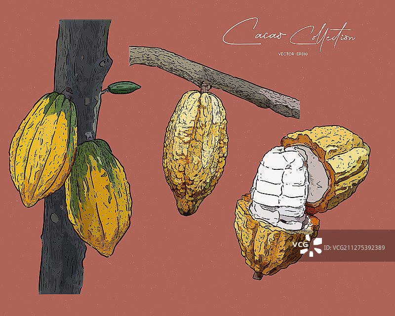 手绘可可草图图片素材