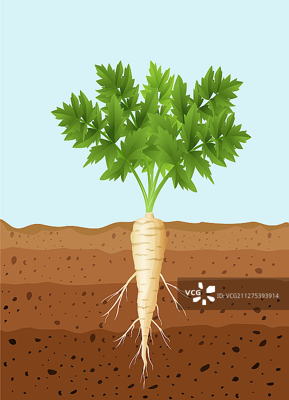 带根的欧洲防风草树图片素材