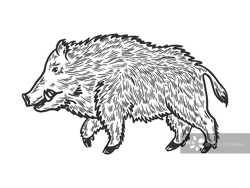 野猪素描雕刻图片素材