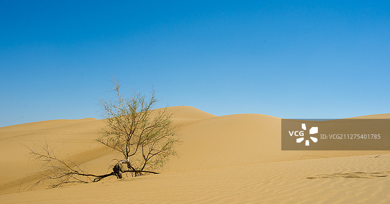 中国内蒙古鄂尔多斯市库布齐沙漠图片素材