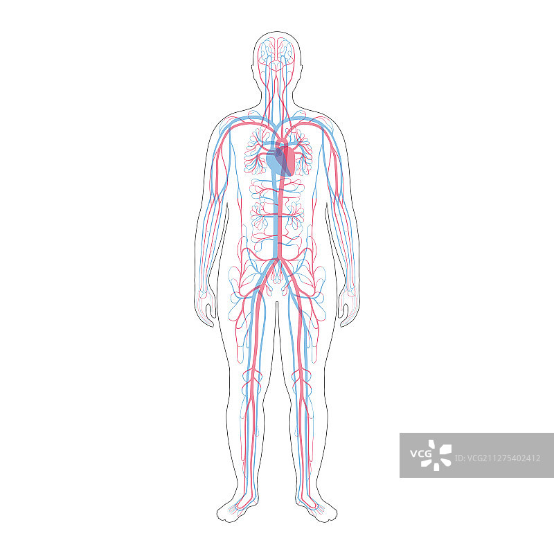 循环系统解剖学图片素材