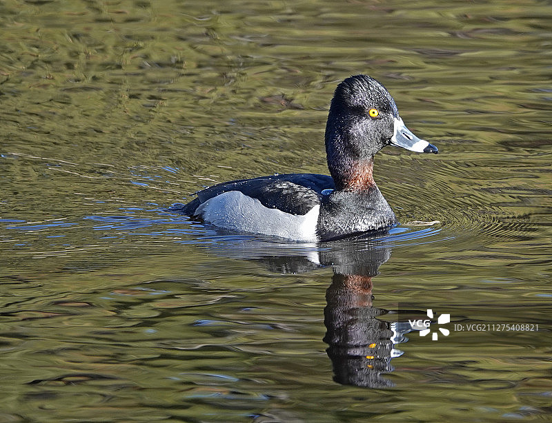 环颈鸭图片素材