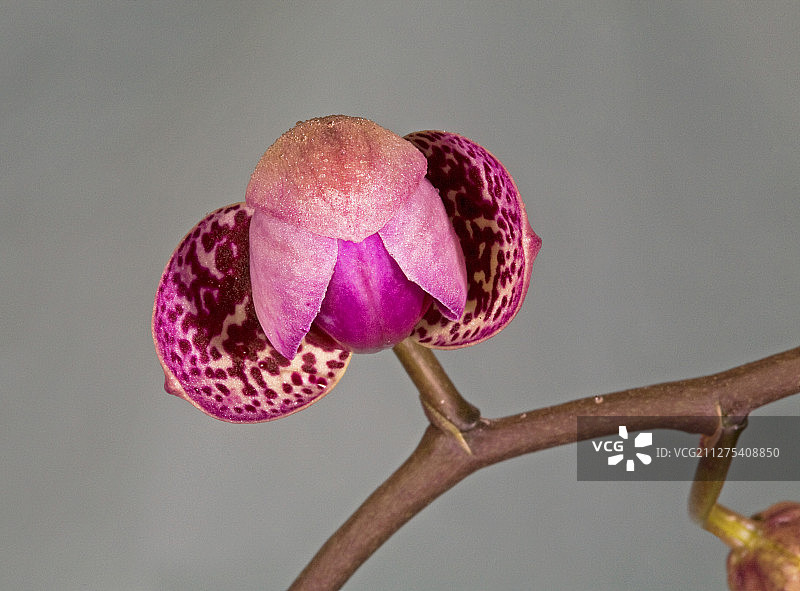 盛开的紫色兰花图片素材