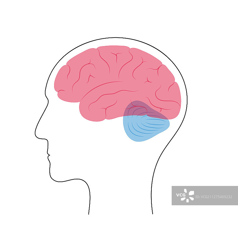 人脑解剖结构图片素材