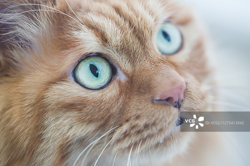 猫头眼部特写图片素材