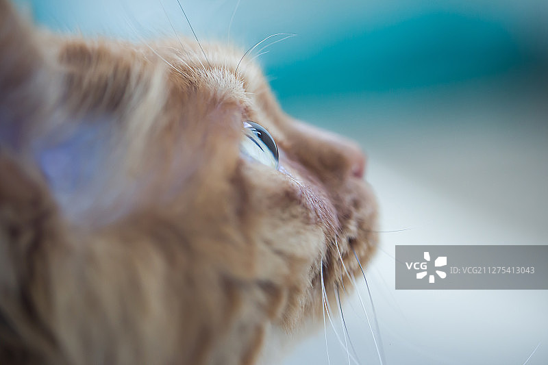 猫头眼部特写图片素材