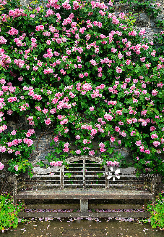 夏天欧洲英国北威尔士博德南特花园蔷薇花墙和木椅园林景观图片素材