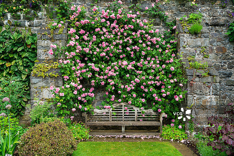 夏天欧洲英国北威尔士博德南特花园蔷薇花墙和木椅园林景观图片素材