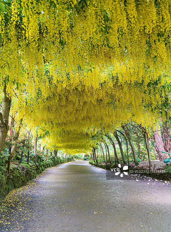 夏天欧洲英国北威尔士博德南特花园金链花隧道图片素材