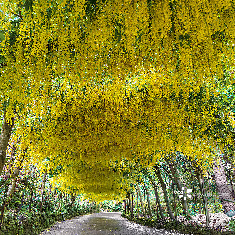 夏天欧洲英国北威尔士博德南特花园金链花隧道图片素材