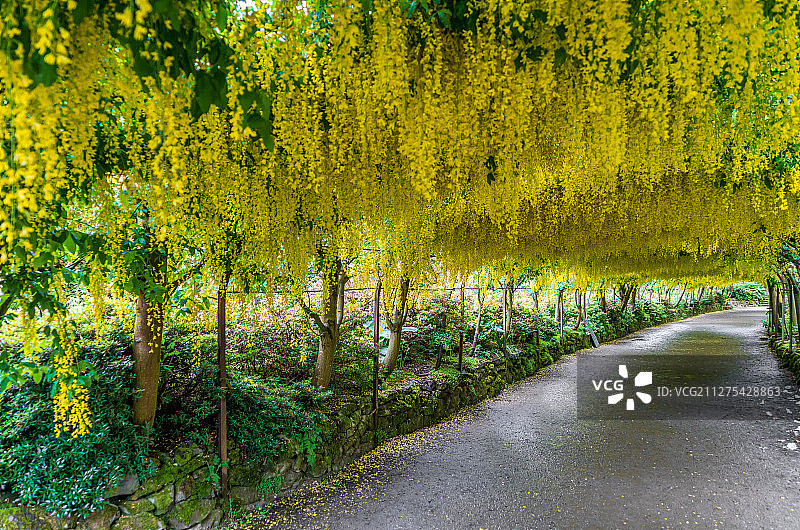 夏天欧洲英国北威尔士博德南特花园金链花隧道图片素材