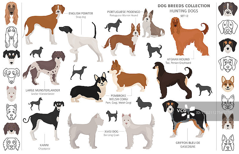 白色背景下的猎犬剪贴画图片素材