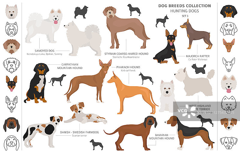 白色背景下的猎犬剪贴画图片素材