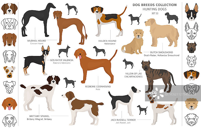 白色背景下的猎犬剪贴画图片素材