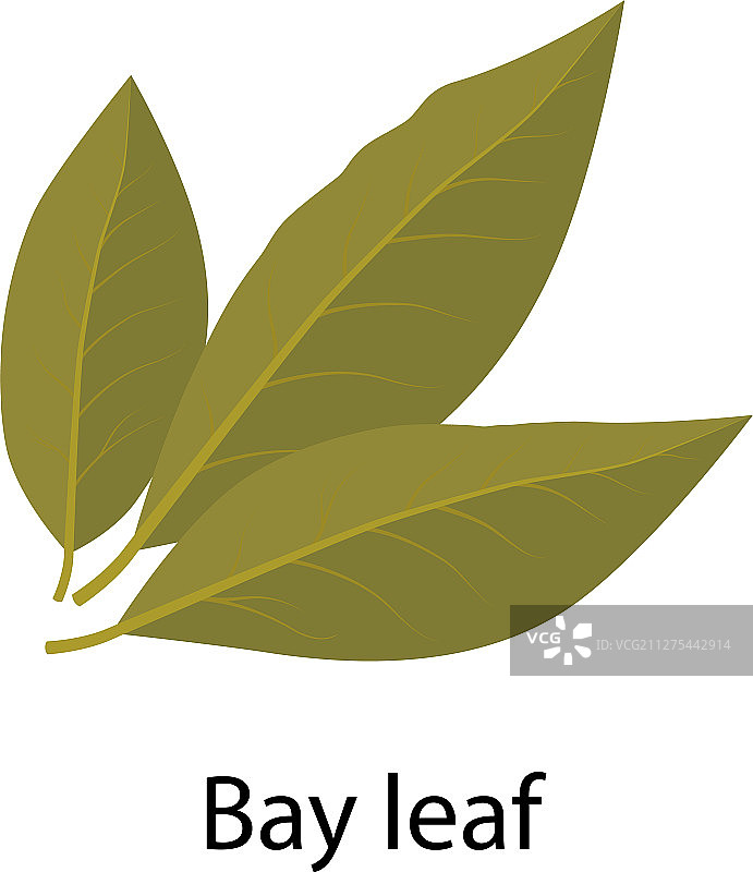 扁平设计中的月桂叶香料图片素材