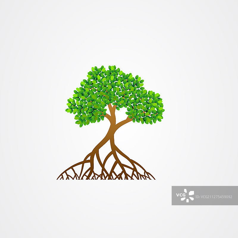 带根和绿叶的红树林树木图片素材