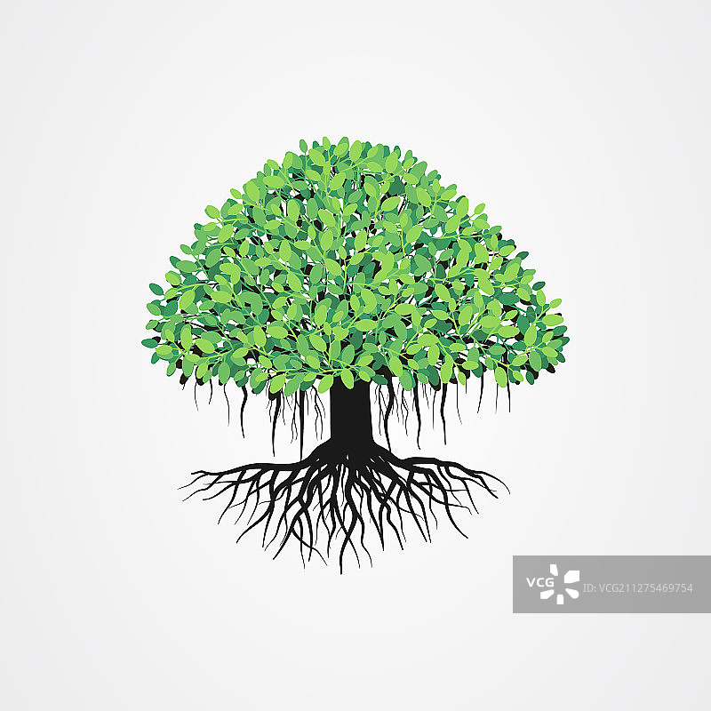 榕树：根与绿叶图片素材