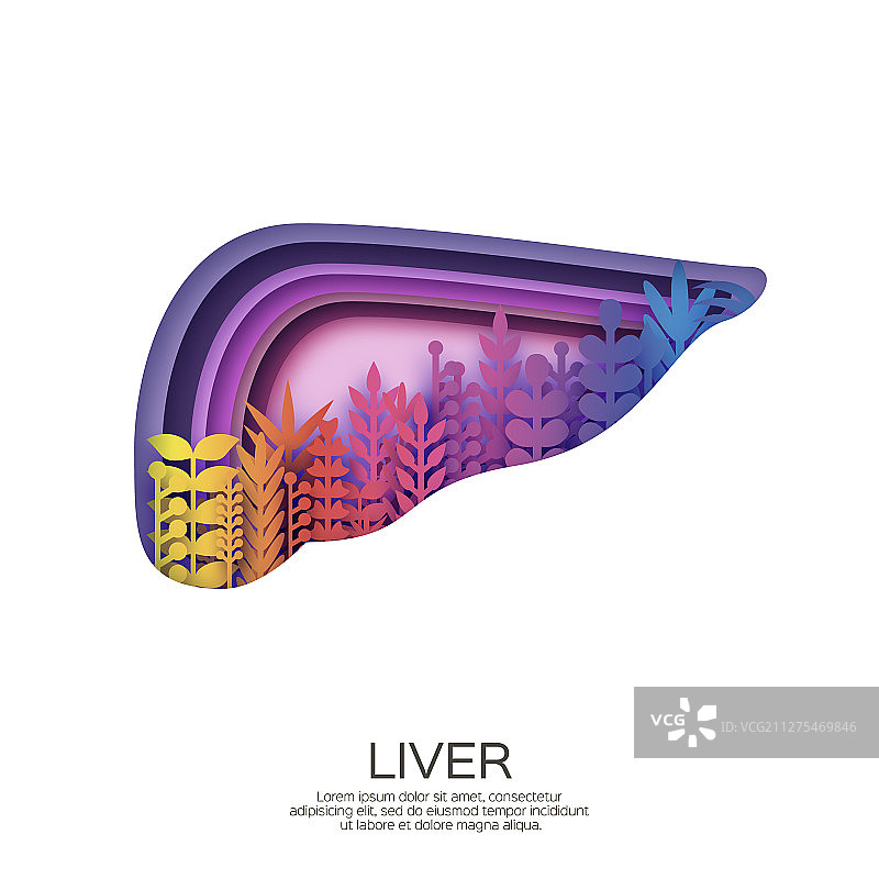 纸艺风格紫色折纸人体肝脏图片素材