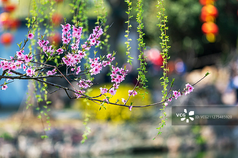 江苏省无锡市蠡园春色图片素材