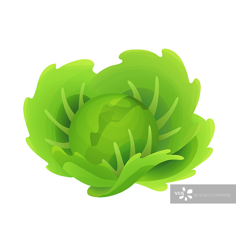 新鲜卷心菜蔬菜健康概念图片素材