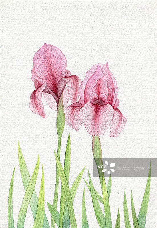 手绘水彩鸢尾花植物花卉插画图片素材