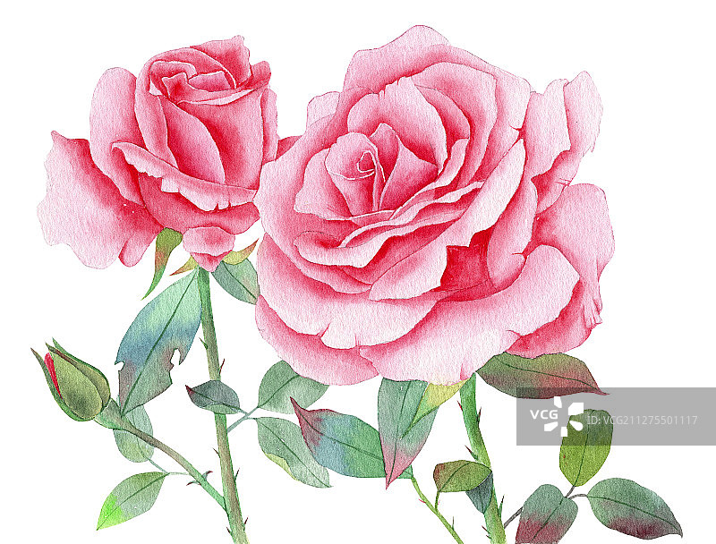 手绘水彩玫瑰花植物花卉插画图片素材