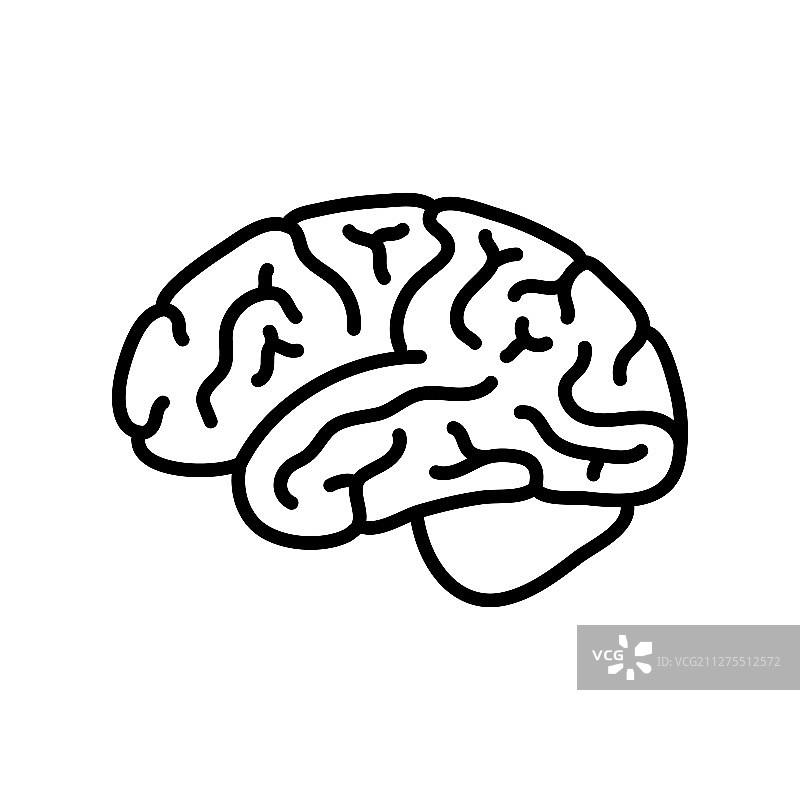 人脑解剖结构图片素材