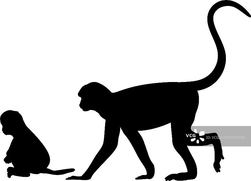 猴子和小猴子剪影图片素材