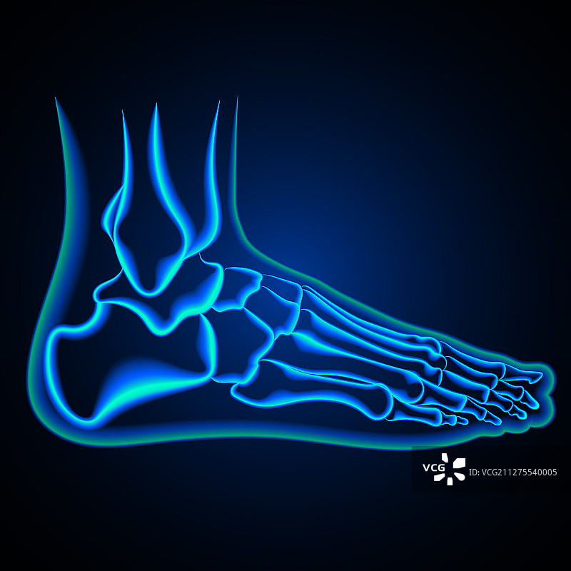 足部解剖踝关节X光图片素材
