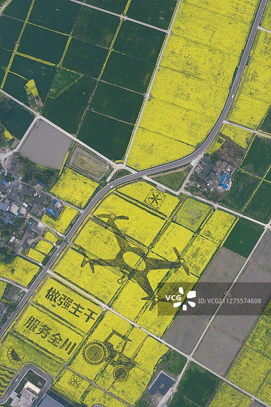 成都崇州油菜花田图片素材