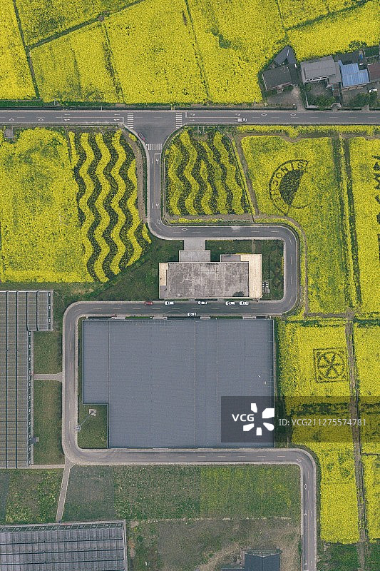 成都崇州油菜花公路图片素材