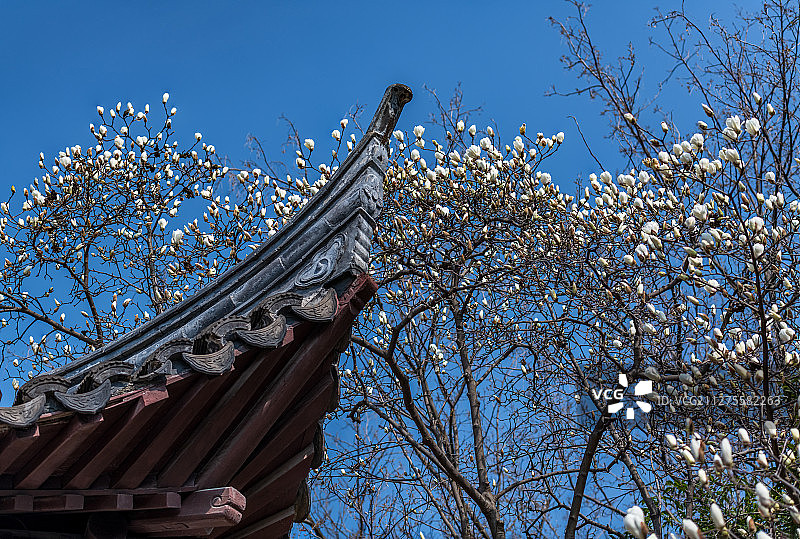 春天盛开的玉兰花图片素材