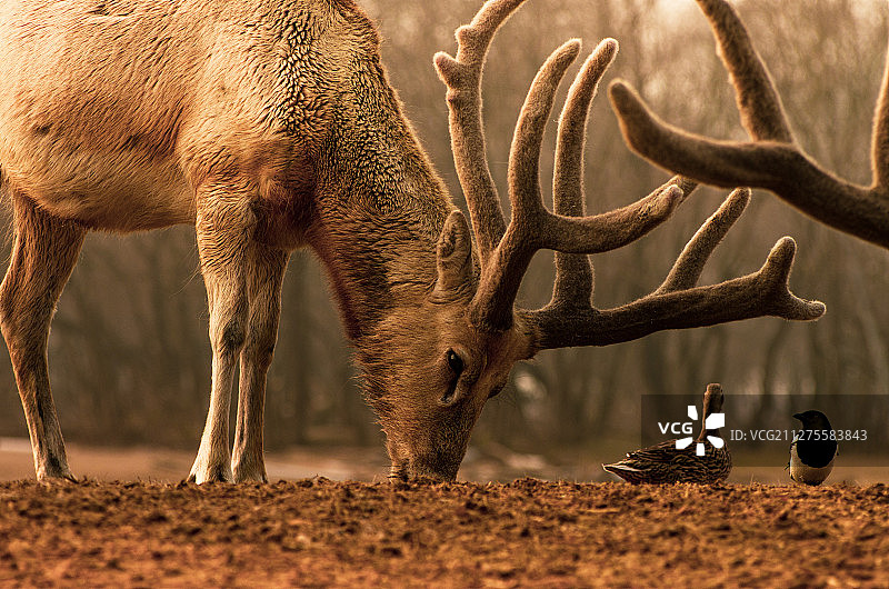 同沐夕阳图片素材
