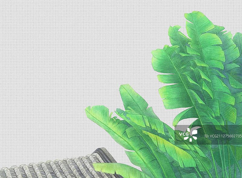 芭蕉树图片素材