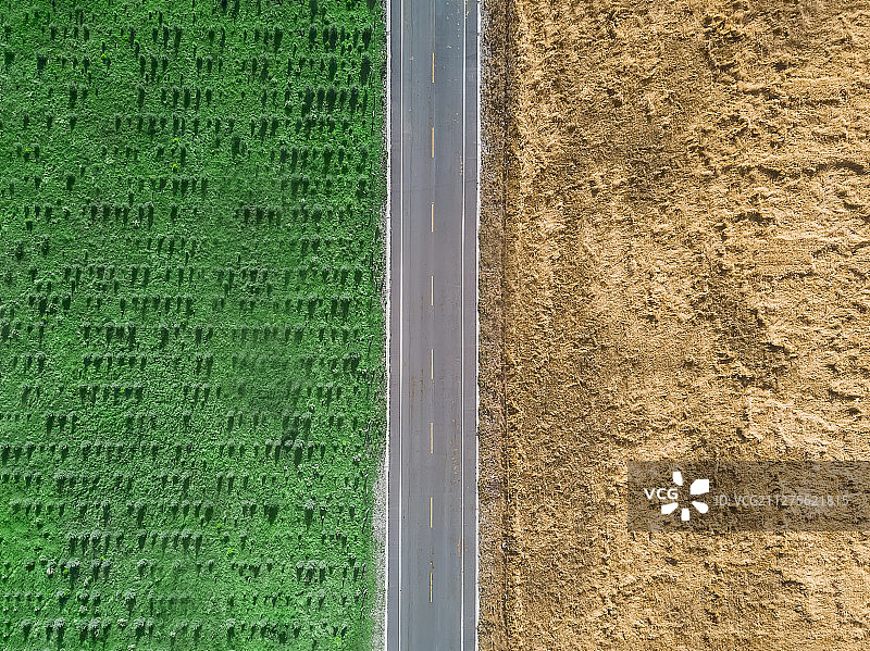青海门源百里油菜花景点图片素材