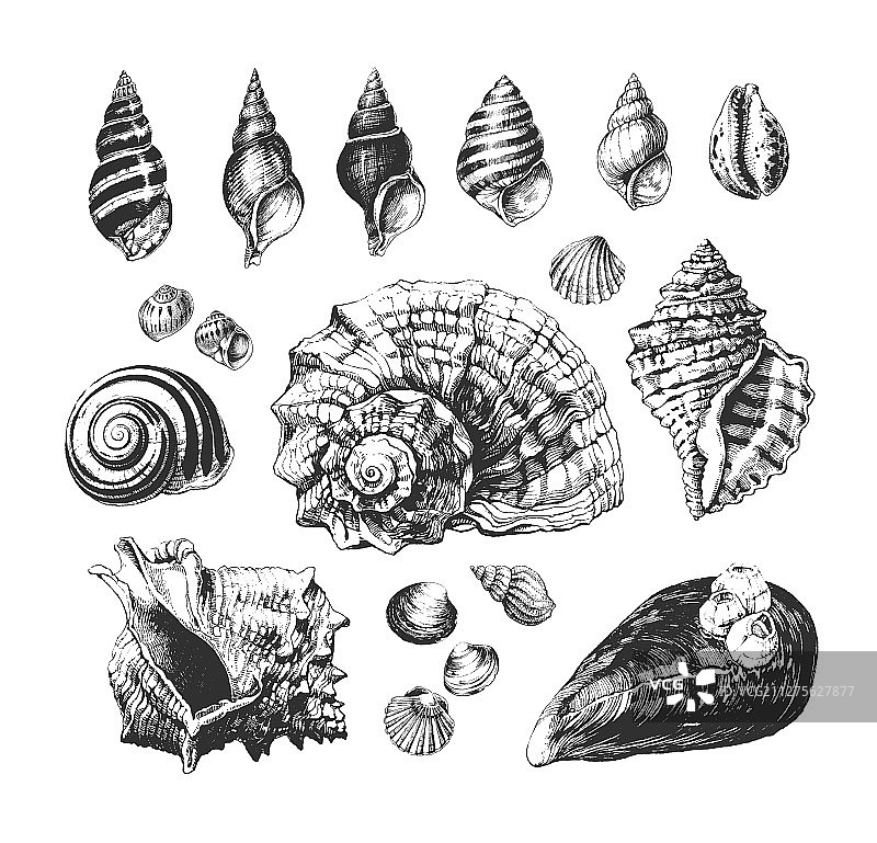 手绘贝壳图片素材